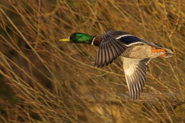 Obraz premium Mallard duck in flight