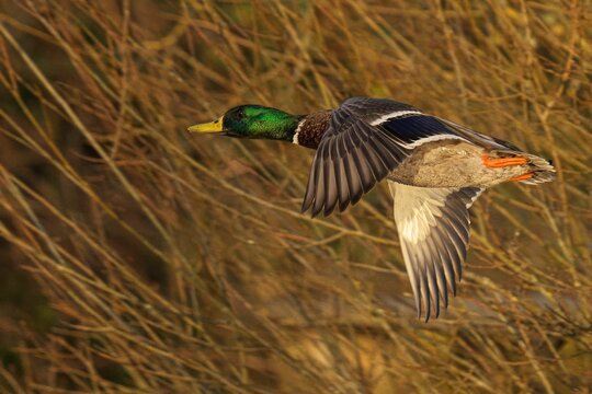 Mallard duck in flight