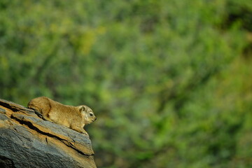 Young rock hyrax (Procavia capensis) basking in the sun. 