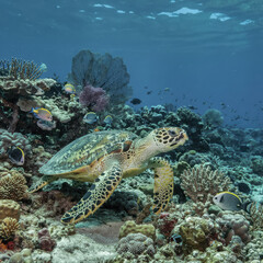 A green sea turtle swims gracefully underwater near vibrant coral reef fish in the tropical Red Sea