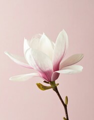Obraz premium Delicate pink magnolia blossom on soft pink background