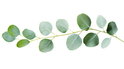 Obraz premium Fresh Eucalyptus Sprig on White Background - Professional Botanical Image