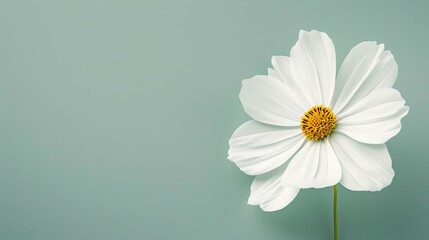 A beautiful white flower with a yellow center is in full bloom against a pale green background.