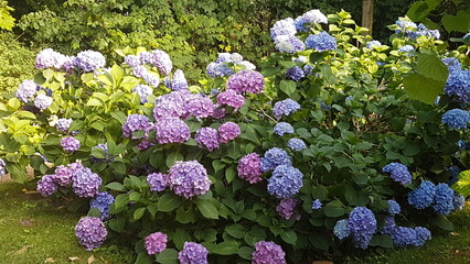 Colourful flowers in spring in a garden