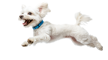 Energetic White Dog Jumping with Joy in Blue Collar - Playful Pet Concept