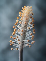 Close-up of a flower's reproductive structure showing numerous stamens with pollen-tipped anthers.
