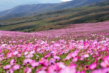 Fototapeta premium High altitude desert bloom rare flower carpeting arid mountain foothills