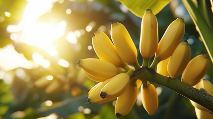 Obraz premium Cluster of ripe bananas on a branch. Sunlight filters through tropical foliage
