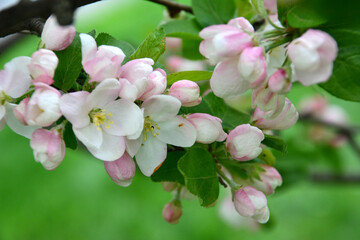 Close-up of pink Apple flowers in Spring