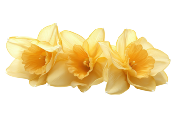 Delicate pale yellow daffodils blooming soft light pure white background spring flowers