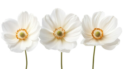 Obraz premium Elegant Three White Flowers on White Background Isolated for Floral Design