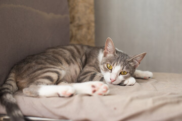 Domestic pet cat relaxing at home