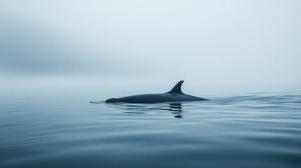 Fototapeta premium Whale silhouette in misty water