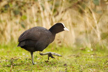 Coot with large claws, coot in the meadow, coot in the grass, black bird with large foot, bird with...