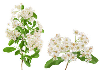 Pyracantha flowering branch isolated on white background