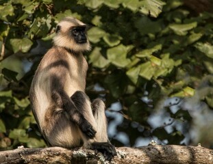 Obraz premium Beautiful Animals in Nagarhole National Park, India 