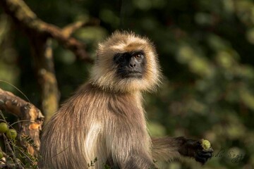 Obraz premium Beautiful Animals in Nagarhole National Park, India 