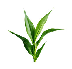 Fototapeta premium Vibrant green corn plant with lush leaves