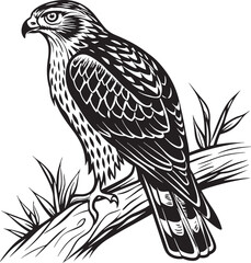Naklejka premium Northern Goshawk bird silhouette vector Illustration