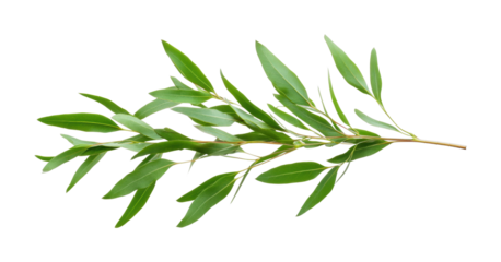 Green eucalyptus branch with vibrant leaves in natural arrangement