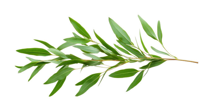 Green eucalyptus branch with vibrant leaves in natural arrangement