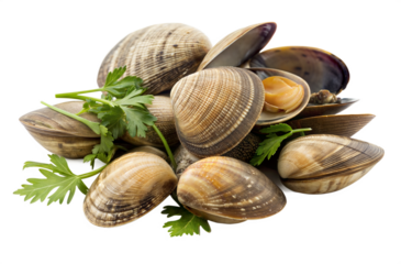 Organic Raw Clams and Parsley Display Ideal for Cooking Preparation or Market Listing