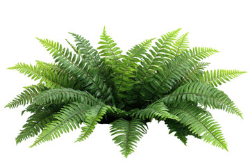 Lush green fern plant vibrant foliage natural botanical beauty bright fresh leaves isolated on white