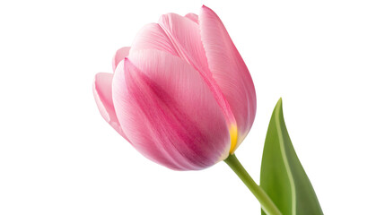 Naklejka premium Pink Tulip Isolated on White Background - Beautiful Spring Flower Blossom