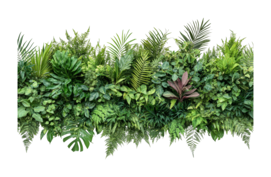 Lush green wall of diverse tropical ferns and foliage