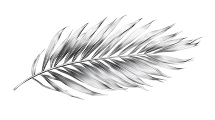 Detailed depiction of palm leaf isolated on white background