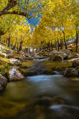 Long exposure of water flowing in a stream through trees during autumn season in Ladakh.