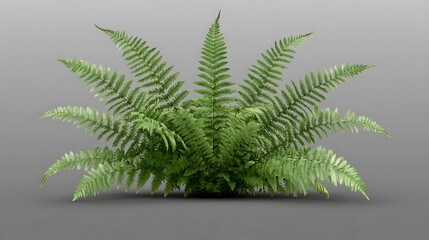 Detailed fern depiction against a simple neutral background