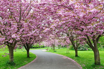 Spacious garden with winding path lined with pink  flowers on cherry trees in blossom and lush green grass lawn