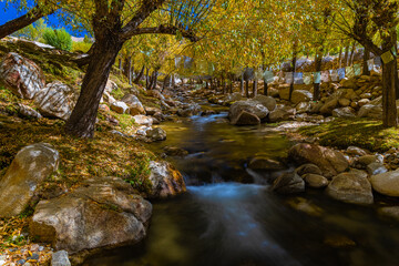 Long exposure of water flowing in a stream through trees during autumn season in Ladakh.