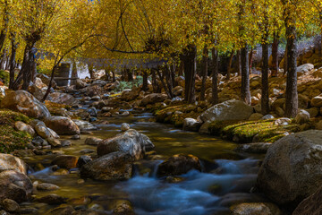 Long exposure of water flowing in a stream through trees during autumn season in Ladakh.