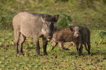 Beautiful Animals in Nagarhole National Park, India 