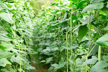Fresh green long beans growing abundantly on lush vines in an organic farm. The vibrant green rows create a natural tunnel, highlighting sustainable farming and healthy vegetable cultivation