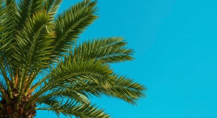 Fototapeta premium Palm tree branches against clear sky