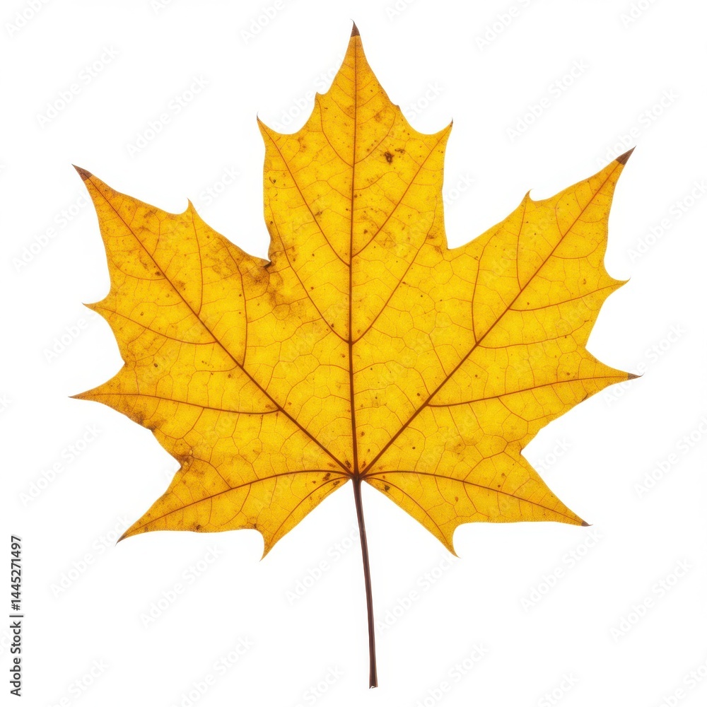 Poster isolated yellow maple leaf with visible veins and stem on a clean white background studio shot view