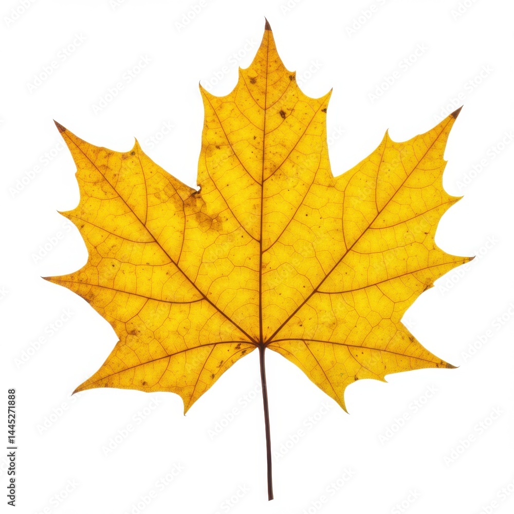 Poster a single yellow maple leaf with visible veins and points isolated against a white background