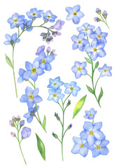 Watercolor set of forget-me-not flowers