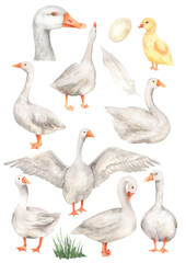 Watercolor set of geese