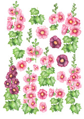 Watercolor set of Hollyhock flowers