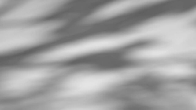 The shadow of a tree sways on a white background