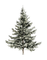 Fototapeta premium Snow-covered pine tree isolated against dark background