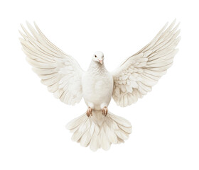 Obraz premium Majestic white dove with outstretched wings in flight
