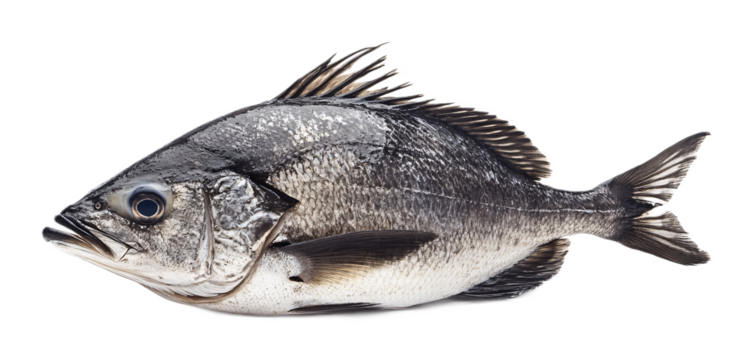 Surgeonfish for Tropical Fish and Ocean Decor - Isolated on White Background