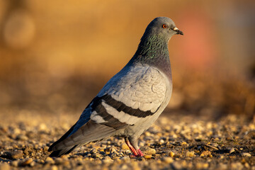 Pigeon