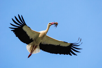 White stork