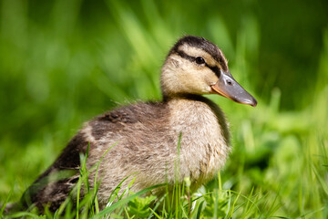 Duckling